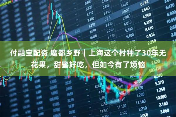 付融宝配资 魔都乡野｜上海这个村种了30年无花果，甜蜜好吃，但如今有了烦恼